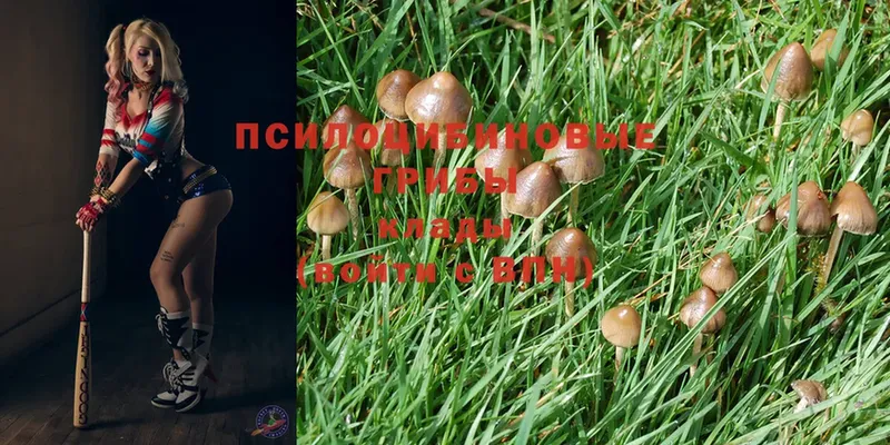 Псилоцибиновые грибы Psilocybine cubensis  закладки  Верхняя Салда 